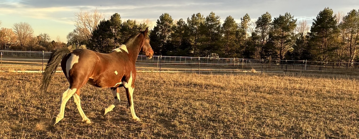 Rainbow Wranglers - Spring 2026